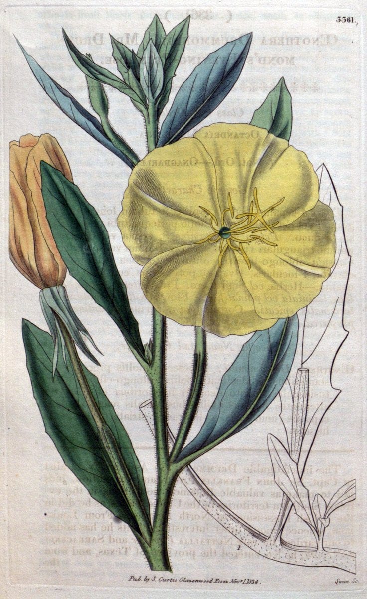 Curtis's botanical magazine..London ;New York [etc.] :Academic Press [etc.]. |  | Vintage Print Reproduction 452971