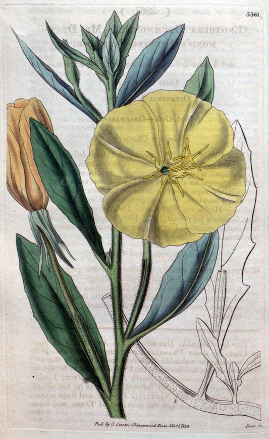 Curtis's botanical magazine..London ;New York [etc.] :Academic Press [etc.]. |  | Vintage Print Reproduction 452971