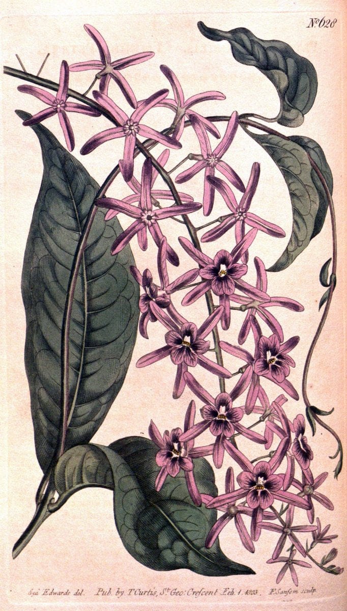 Curtis's botanical magazine. London ;New York [etc.] :Academic Press [etc.]. | Botany Periodicals "Pictorial works"  | Vintage Print Reproduction 452973