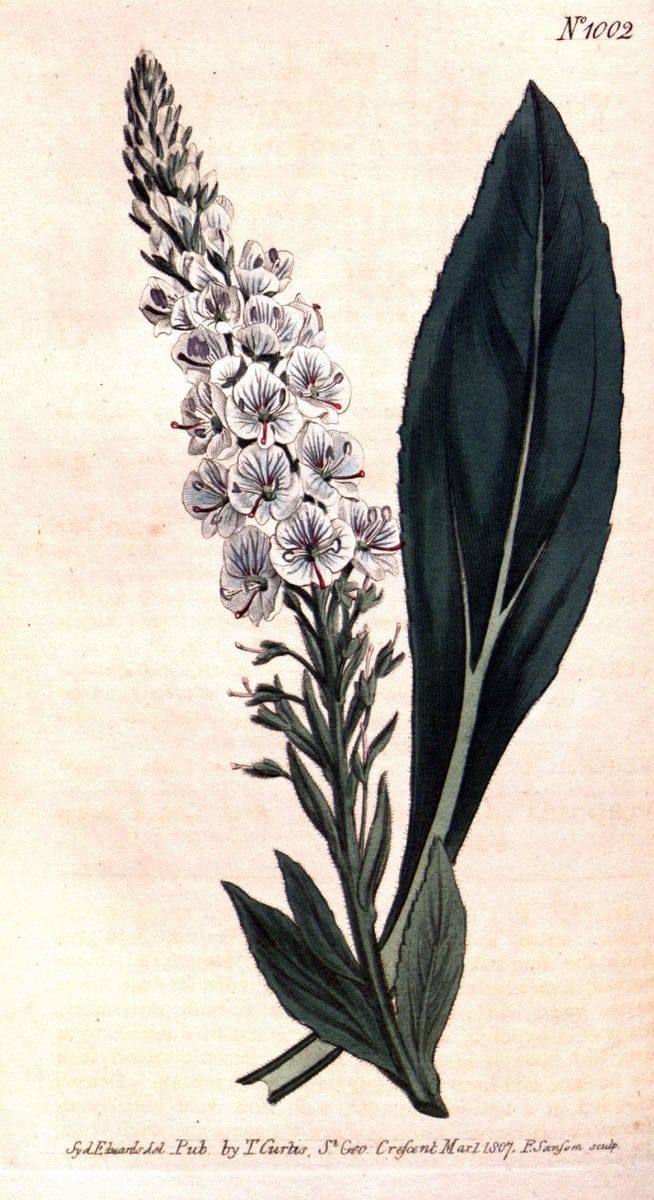 Curtis's botanical magazine. London ;New York [etc.] :Academic Press [etc.]. | Botany Periodicals "Pictorial works"  | Vintage Print Reproduction 452974