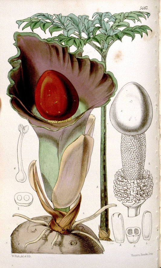 Curtis's botanical magazine. London ;New York [etc.] :Academic Press [etc.]. | Botany Periodicals "Pictorial works"  | Vintage Print Reproduction 452975