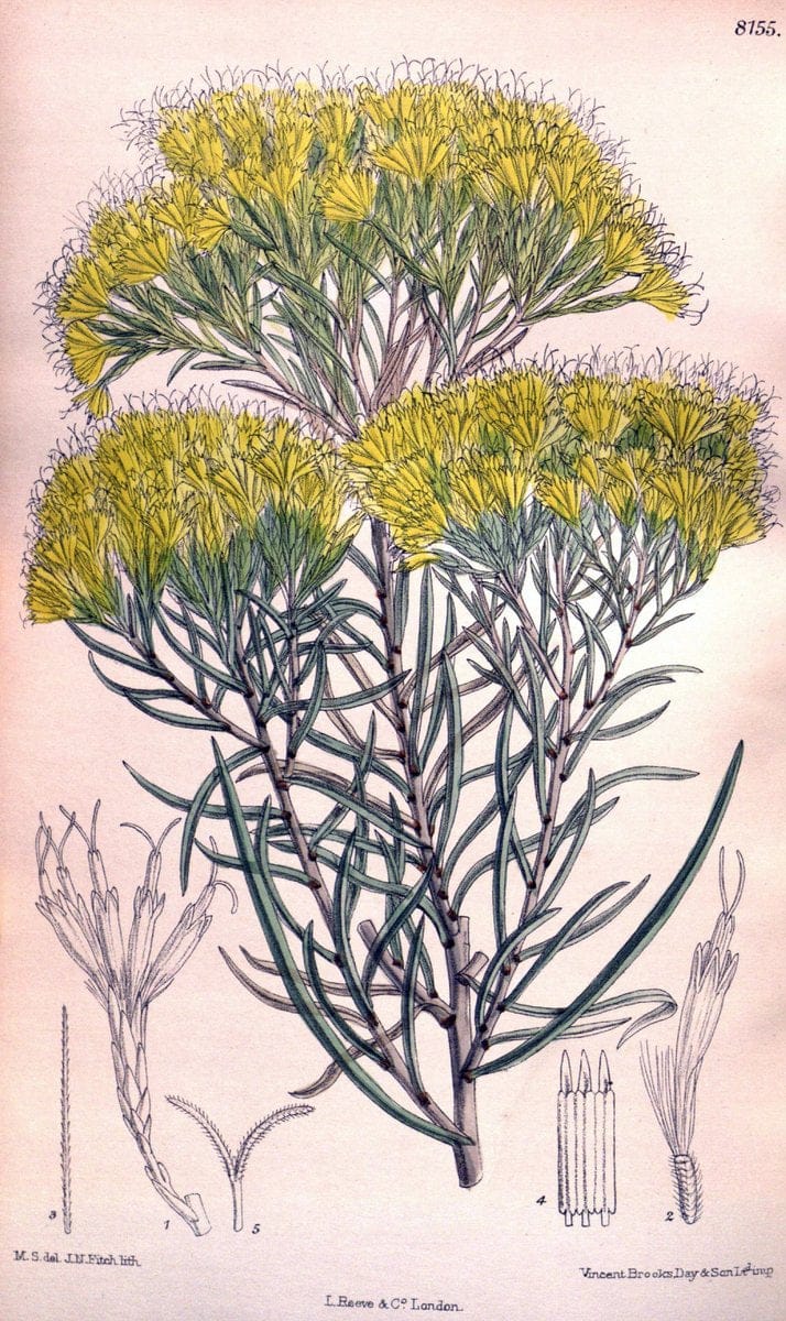 Curtis's botanical magazine. London ;New York [etc.] :Academic Press [etc.]. | Botany Periodicals "Pictorial works"  | Vintage Print Reproduction 452976