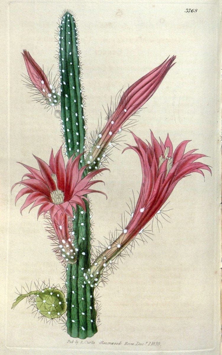 Curtis's botanical magazine. London ;New York [etc.] :Academic Press [etc.]. | Botany Periodicals "Pictorial works"  | Vintage Print Reproduction 452977