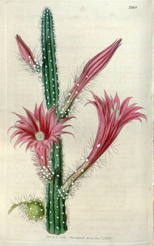 Curtis's botanical magazine. London ;New York [etc.] :Academic Press [etc.]. | Botany Periodicals "Pictorial works"  | Vintage Print Reproduction 452977