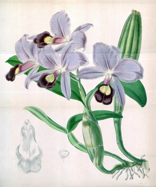 Curtis's botanical magazine. London ;New York [etc.] :Academic Press [etc.]. | Botany Periodicals "Pictorial works"  | Vintage Print Reproduction 452979