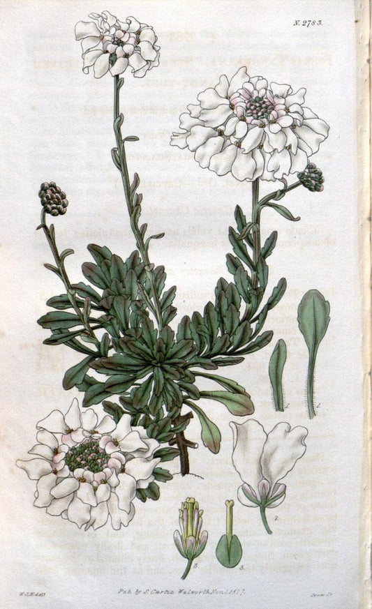 Curtis's botanical magazine. London ;New York [etc.] :Academic Press [etc.]. | Botany Periodicals "Pictorial works"  | Vintage Print Reproduction 452980