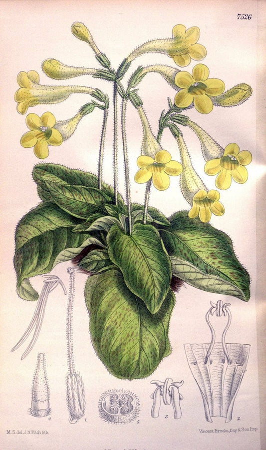 Curtis's botanical magazine. London ; New York [etc.] :Academic Press [etc.]. | "Botanical illustration" Botany Periodicals "Pictorial works" "Plants, Ornamental"  | Vintage Print Reproduction 452981