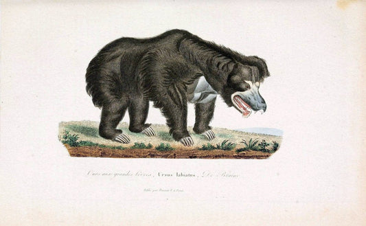 ComplÃ©ments de Buffon. t.1.Paris :P. Pourrat FrÃ¨res,1838. | Anthropology Birds Mammals SIL | Vintage Print Reproduction 452982