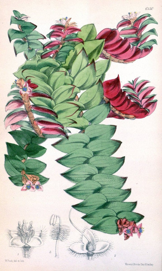Curtis's botanical magazine. London ; New York [etc.] :Academic Press [etc.]. | "Botanical illustration" Botany Periodicals "Pictorial works" "Plants, Ornamental"  | Vintage Print Reproduction 452983