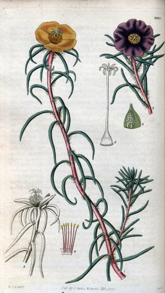 Curtis's botanical magazine. London ; New York [etc.] :Academic Press [etc.]. | "Botanical illustration" Botany Periodicals "Pictorial works" "Plants, Ornamental"  | Vintage Print Reproduction 452984