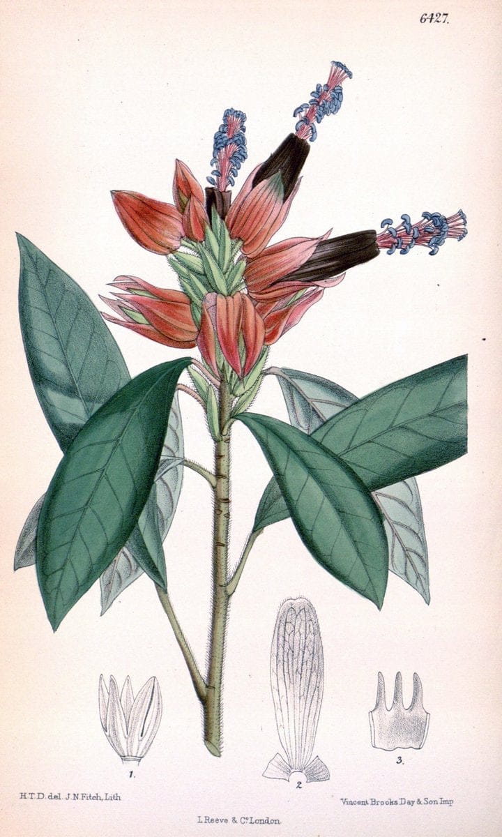 Curtis's botanical magazine. London ; New York [etc.] :Academic Press [etc.]. | "Botanical illustration" Botany Periodicals "Pictorial works" "Plants, Ornamental"  | Vintage Print Reproduction 452985