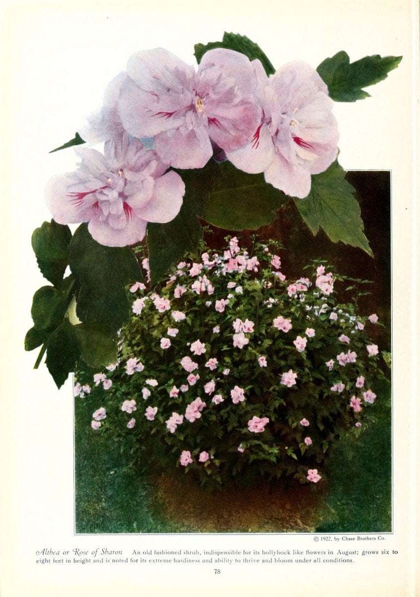 Chase fruit and flowers in natural colorsRochester, N.Y.,Chase brothers company[c1922] | Vintage Print Reproduction 452987
