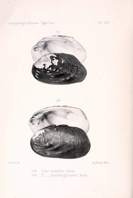 Conchyliologie fluviatile de la province de Nanking et de la Chine centrale /.Paris :Savy,[1875-1885]. | China Mollusks "Nanjing (Jiangsu Sheng)"  | Vintage Print Reproduction 452988