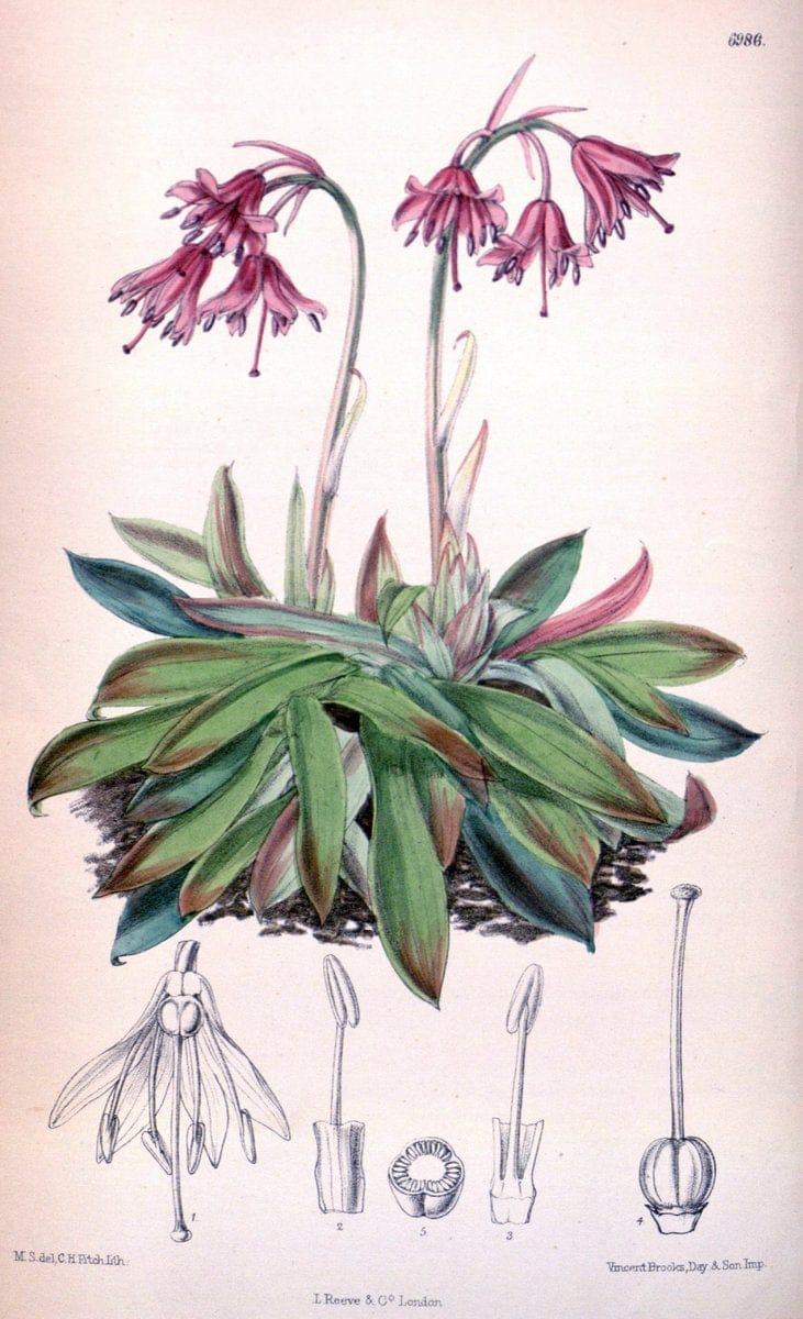 Curtis's botanical magazine. London ; New York [etc.] :Academic Press [etc.]. | "Botanical illustration" Botany Periodicals "Pictorial works" "Plants, Ornamental"  | Vintage Print Reproduction 452989
