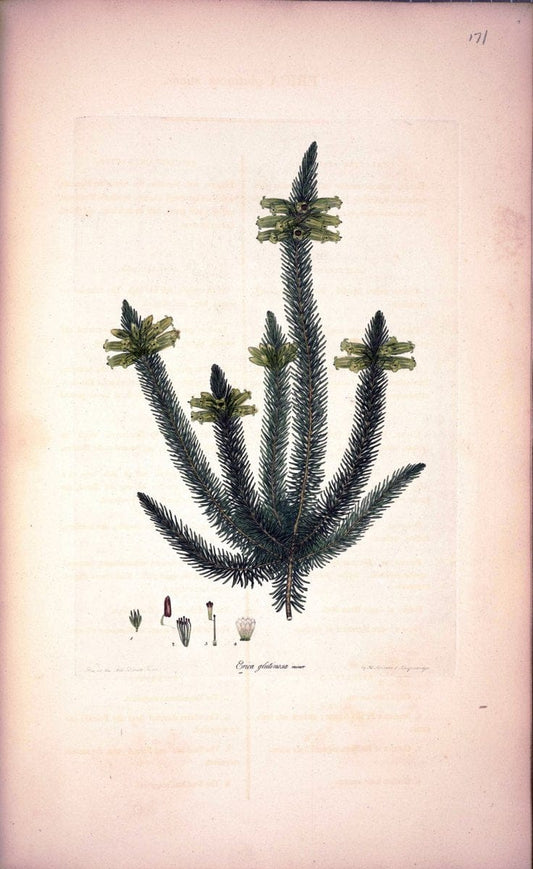 Coloured engravings of heaths :.London :Published by the Author. Printed by T. Bensley,1802-09 [1830]. |  | Vintage Print Reproduction 452990