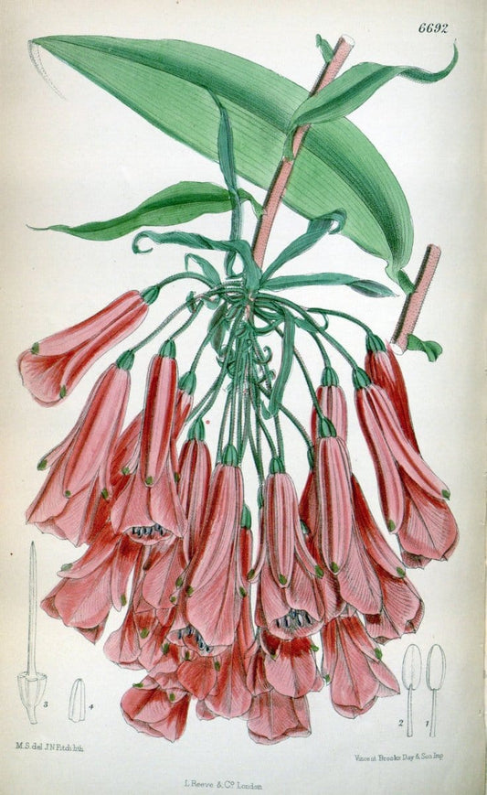 Curtis's botanical magazine. London ; New York [etc.] :Academic Press [etc.]. | "Botanical illustration" Botany Periodicals "Pictorial works" "Plants, Ornamental"  | Vintage Print Reproduction 452991