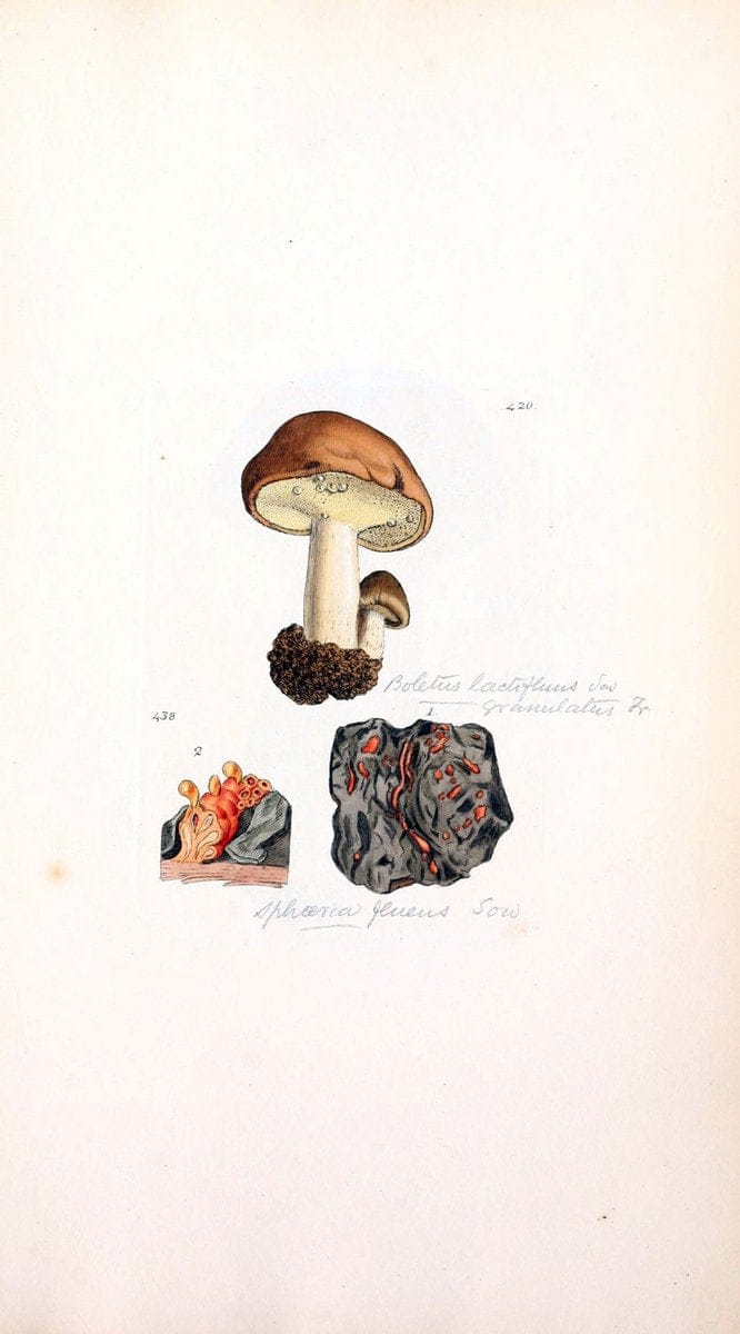 Coloured figures of English fungi or mushrooms. London,Printed by J. Davis,1797-[1809]. | England Mushrooms  | Vintage Print Reproduction 452992