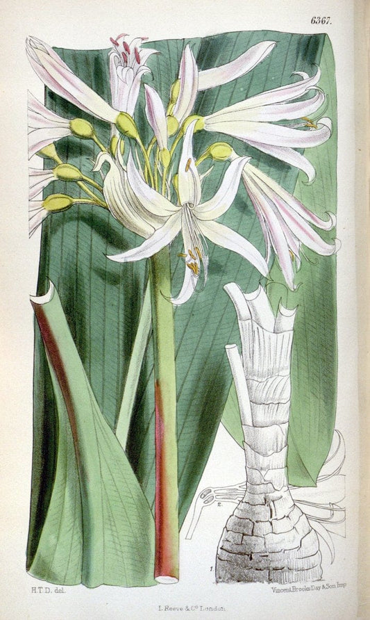 Curtis's botanical magazine. London ; New York [etc.] :Academic Press [etc.]. | "Botanical illustration" Botany Periodicals "Pictorial works" "Plants, Ornamental"  | Vintage Print Reproduction 452994