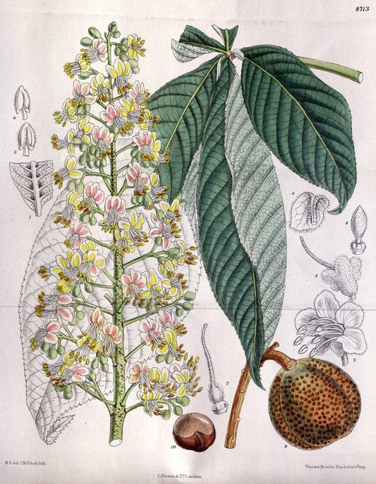 Curtis's botanical magazine. London ; New York [etc.] :Academic Press [etc.]. | "Botanical illustration" Botany Periodicals "Pictorial works" "Plants, Ornamental"  | Vintage Print Reproduction 452996