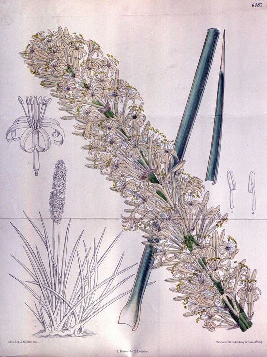 Curtis's botanical magazine. London ; New York [etc.] :Academic Press [etc.]. | "Botanical illustration" Botany Periodicals "Pictorial works" "Plants, Ornamental"  | Vintage Print Reproduction 452998
