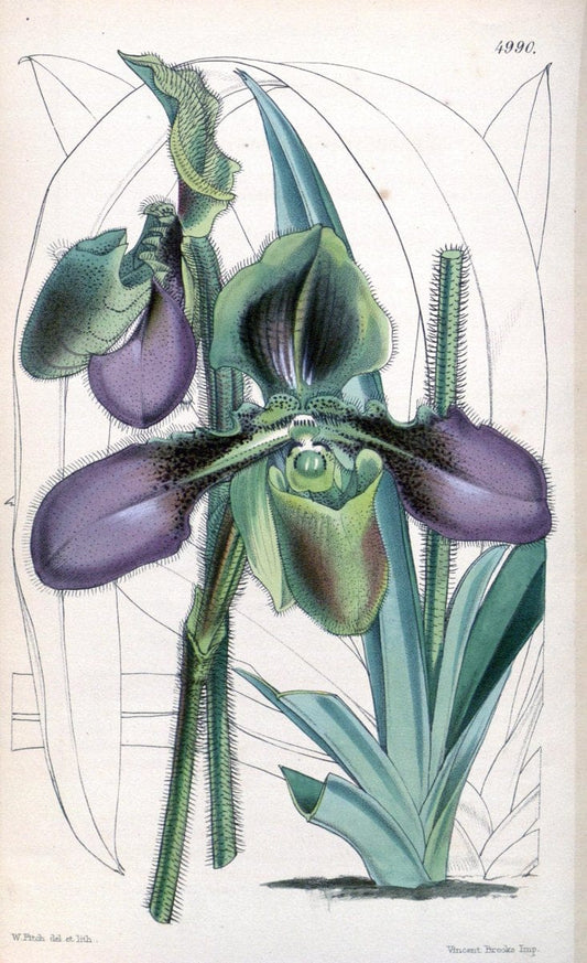 Curtis's botanical magazine. London ; New York [etc.] :Academic Press [etc.]. | "Botanical illustration" Botany Periodicals "Pictorial works" "Plants, Ornamental"  | Vintage Print Reproduction 452999