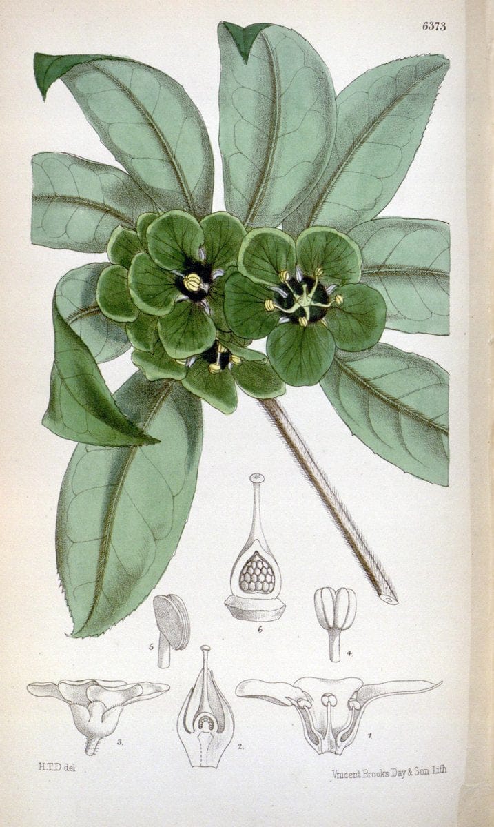 Curtis's botanical magazine. London ; New York [etc.] :Academic Press [etc.]. | "Botanical illustration" Botany Periodicals "Pictorial works" "Plants, Ornamental"  | Vintage Print Reproduction 453001