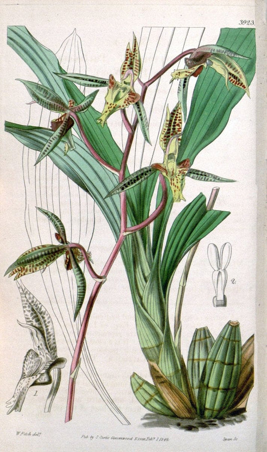 Curtis's botanical magazine. London ; New York [etc.] :Academic Press [etc.]. | "Botanical illustration" Botany Periodicals "Pictorial works" "Plants, Ornamental"  | Vintage Print Reproduction 453002