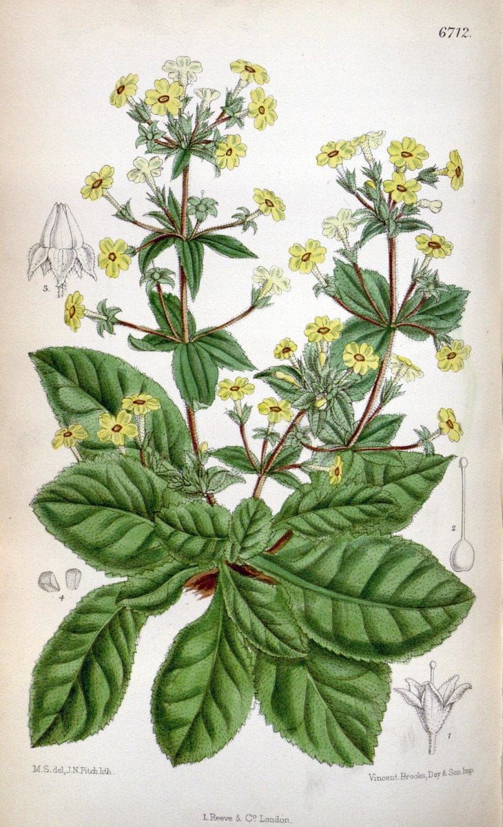 Curtis's botanical magazine. London ; New York [etc.] :Academic Press [etc.]. | "Botanical illustration" Botany Periodicals "Pictorial works" "Plants, Ornamental"  | Vintage Print Reproduction 453003