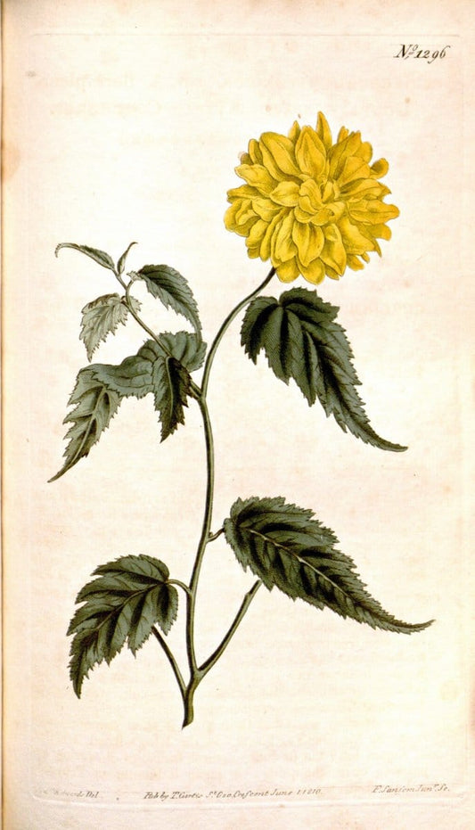 Curtis's botanical magazine. London ; New York [etc.] :Academic Press [etc.]. | "Botanical illustration" Botany Periodicals "Pictorial works" "Plants, Ornamental"  | Vintage Print Reproduction 453004