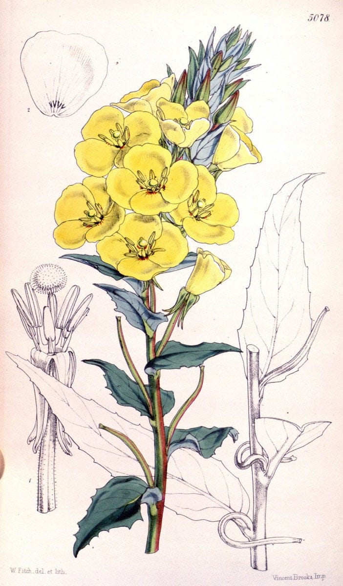 Curtis's botanical magazine. London ; New York [etc.] :Academic Press [etc.]. | "Botanical illustration" Botany Periodicals "Pictorial works" "Plants, Ornamental"  | Vintage Print Reproduction 453005