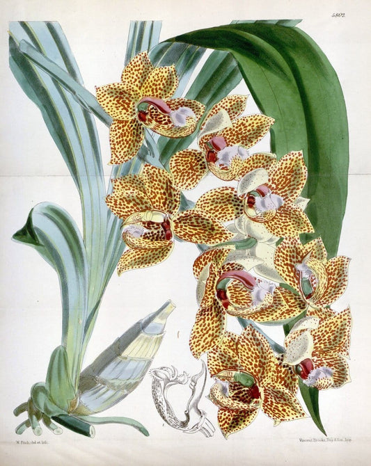 Curtis's botanical magazine. London ; New York [etc.] :Academic Press [etc.]. | "Botanical illustration" Botany Periodicals "Pictorial works" "Plants, Ornamental"  | Vintage Print Reproduction 453006