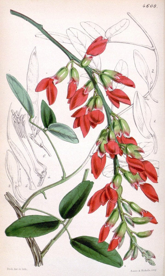 Curtis's botanical magazine. London ; New York [etc.] :Academic Press [etc.]. | "Botanical illustration" Botany Periodicals "Pictorial works" "Plants, Ornamental"  | Vintage Print Reproduction 453007
