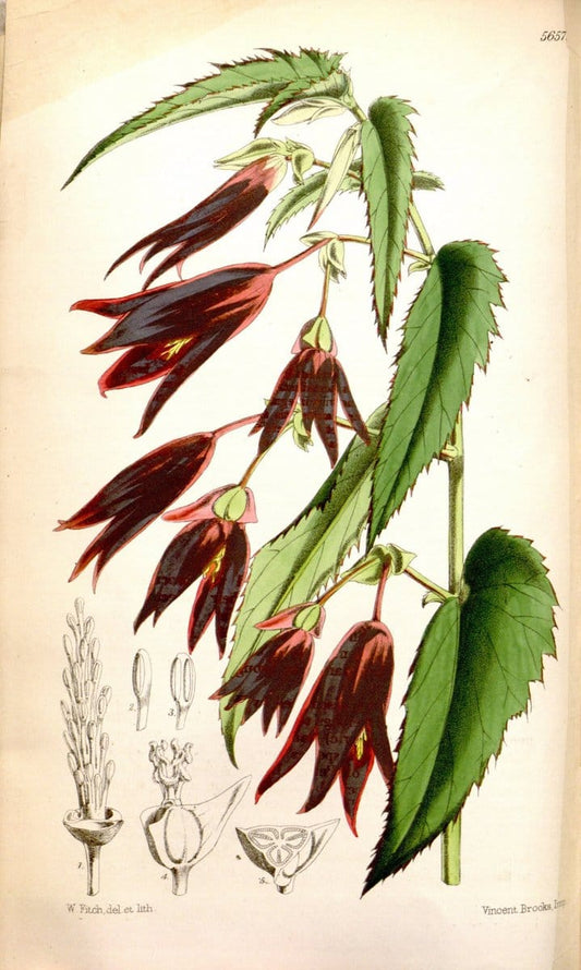 Curtis's botanical magazine. London ; New York [etc.] :Academic Press [etc.]. | "Botanical illustration" Botany Periodicals "Pictorial works" "Plants, Ornamental"  | Vintage Print Reproduction 453008