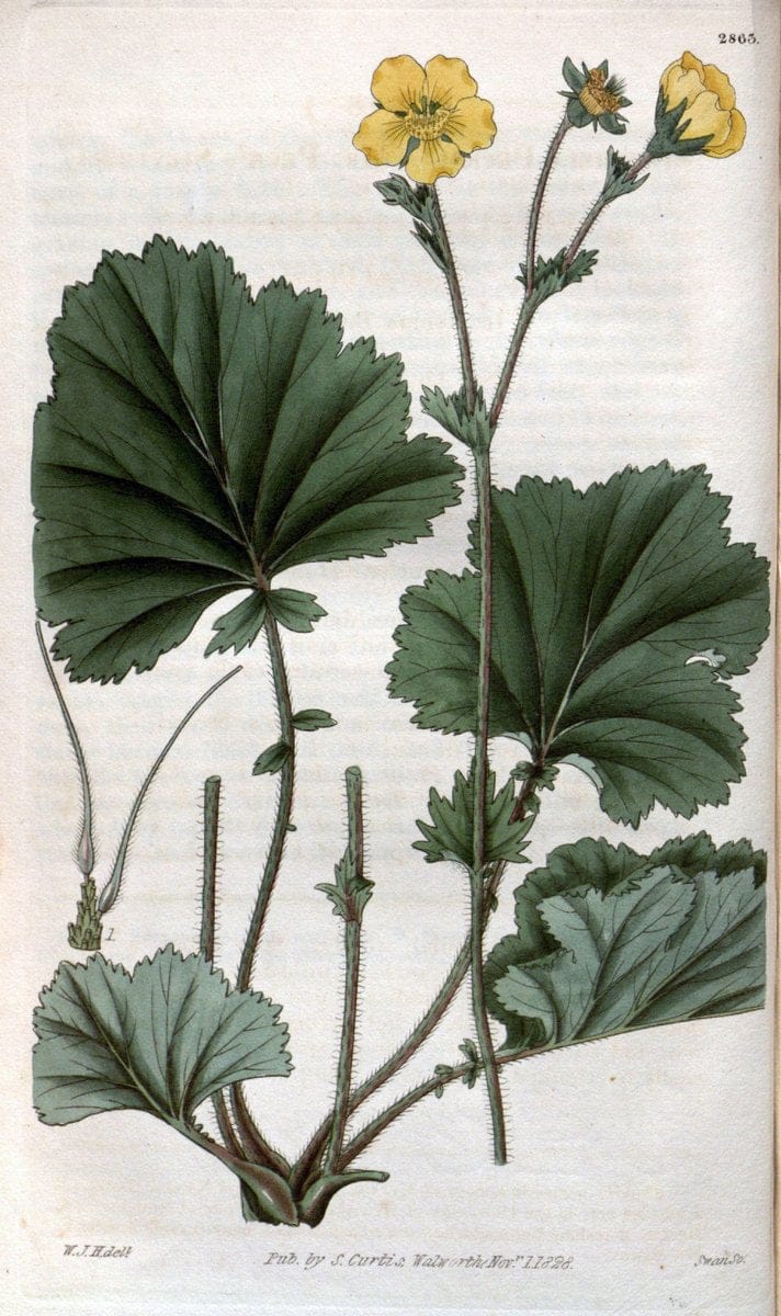 Curtis's botanical magazine. London ; New York [etc.] :Academic Press [etc.]. | "Botanical illustration" Botany Periodicals "Pictorial works" "Plants, Ornamental"  | Vintage Print Reproduction 453009