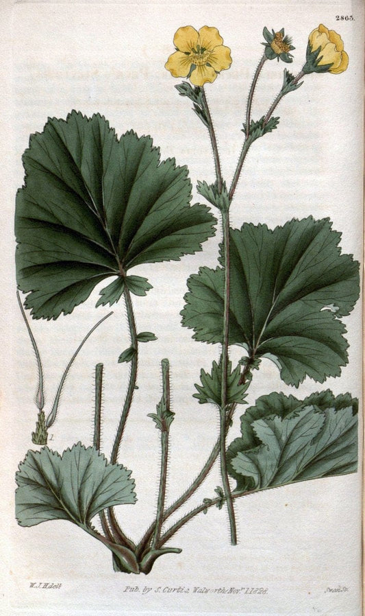 Curtis's botanical magazine. London ; New York [etc.] :Academic Press [etc.]. | "Botanical illustration" Botany Periodicals "Pictorial works" "Plants, Ornamental"  | Vintage Print Reproduction 453009