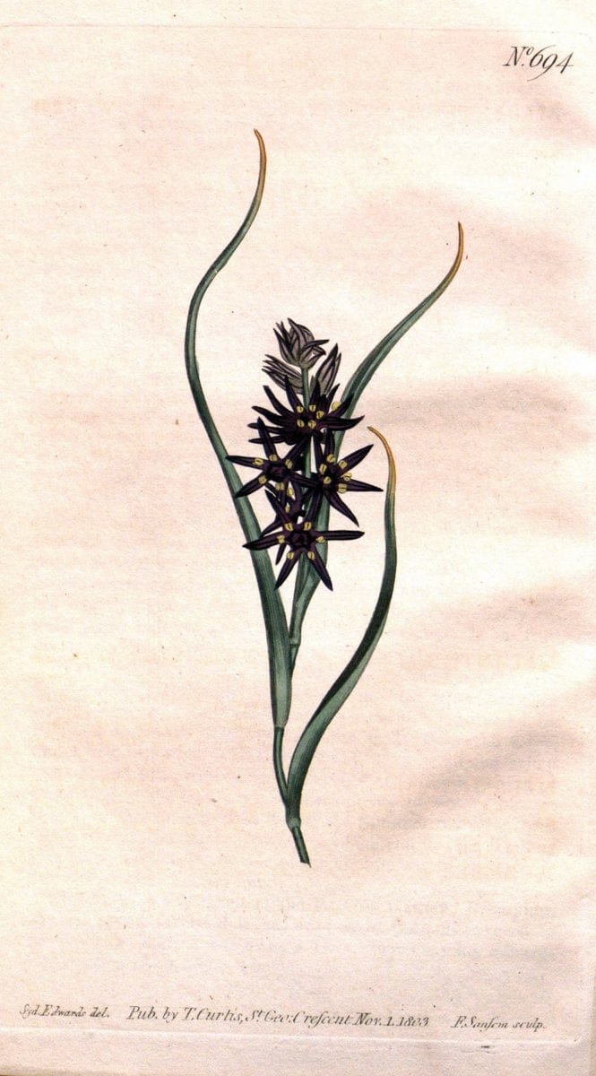 Curtis's botanical magazine..London ;New York [etc.] :Academic Press [etc.]. |  | Vintage Print Reproduction 453010