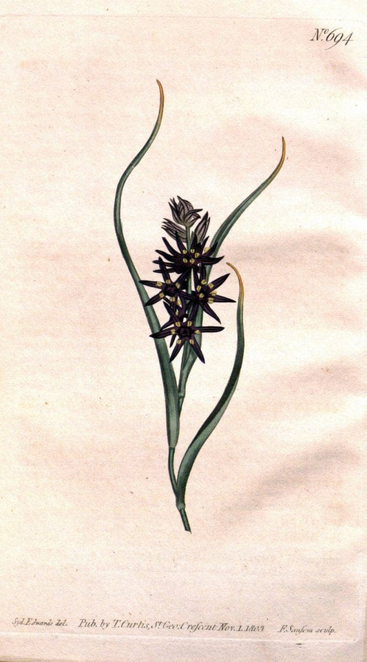 Curtis's botanical magazine..London ;New York [etc.] :Academic Press [etc.]. |  | Vintage Print Reproduction 453010