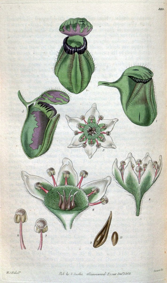 Curtis's botanical magazine..London ;New York [etc.] :Academic Press [etc.]. |  | Vintage Print Reproduction 453011