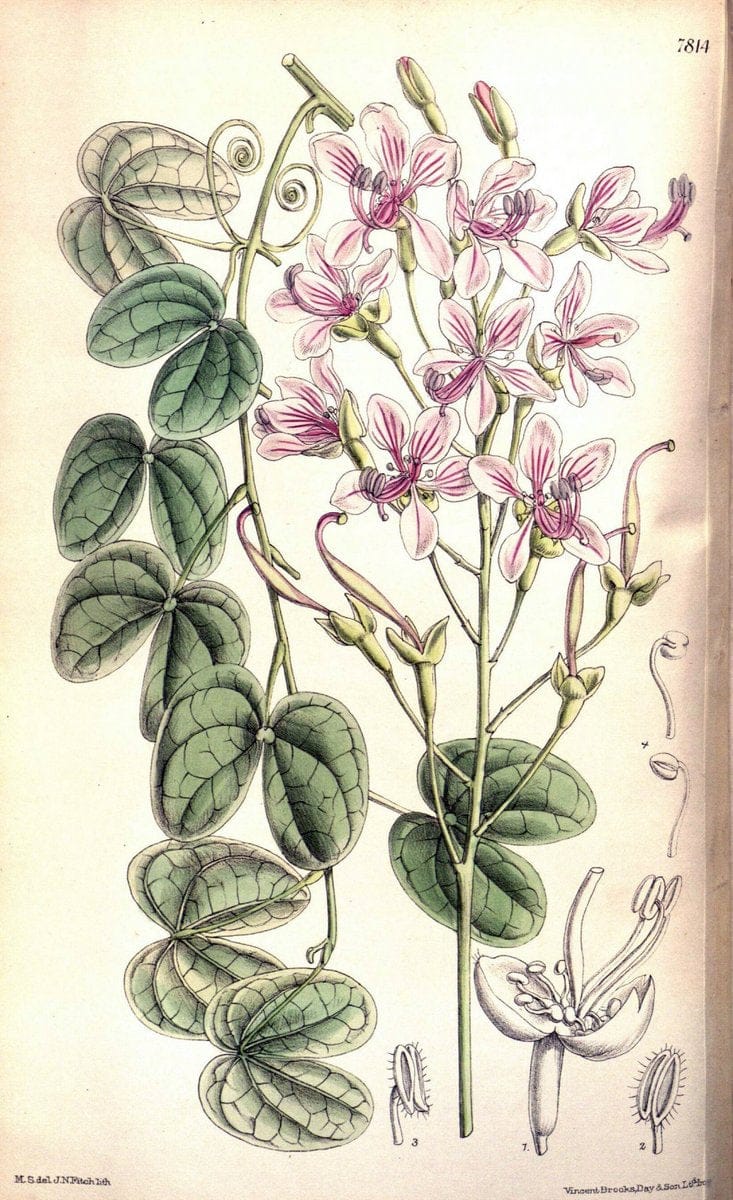 Curtis's botanical magazine. London ;New York [etc.] :Academic Press [etc.]. | Botany Periodicals "Pictorial works"  | Vintage Print Reproduction 453012