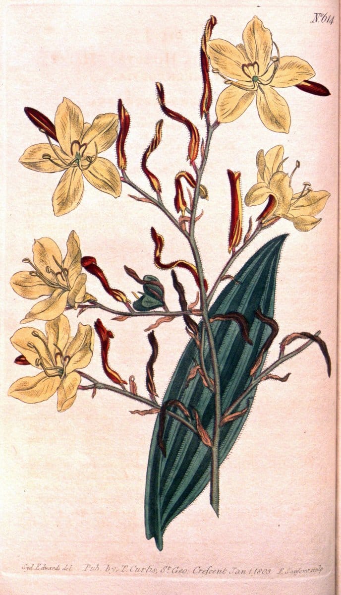 Curtis's botanical magazine. London ;New York [etc.] :Academic Press [etc.]. | Botany Periodicals "Pictorial works"  | Vintage Print Reproduction 453013