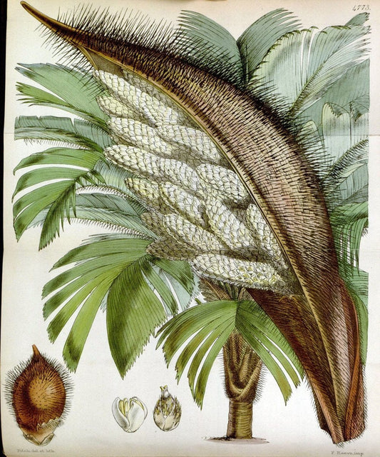 Curtis's botanical magazine. London ;New York [etc.] :Academic Press [etc.]. | Botany Periodicals "Pictorial works"  | Vintage Print Reproduction 453014