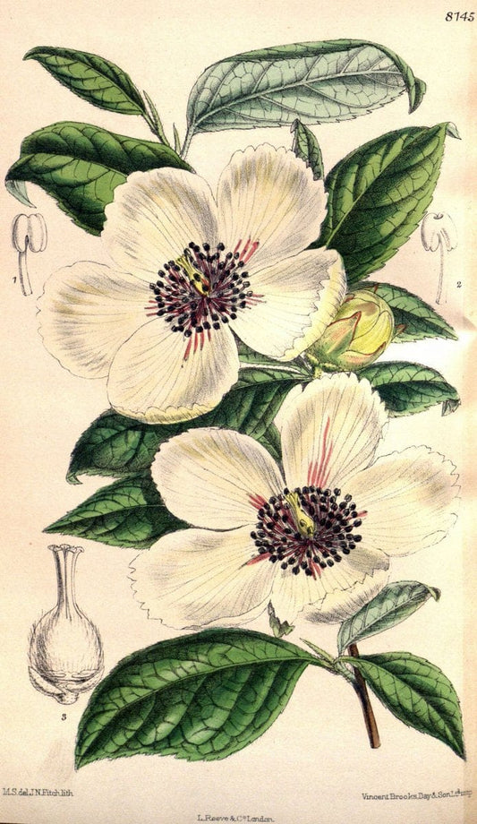 Curtis's botanical magazine. London ;New York [etc.] :Academic Press [etc.]. | Botany Periodicals "Pictorial works"  | Vintage Print Reproduction 453015