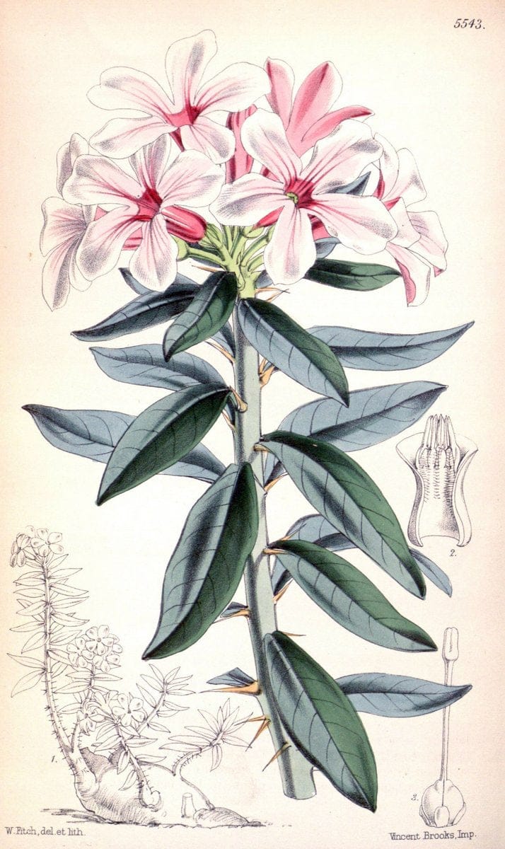 Curtis's botanical magazine. London ;New York [etc.] :Academic Press [etc.]. | Botany Periodicals "Pictorial works"  | Vintage Print Reproduction 453016