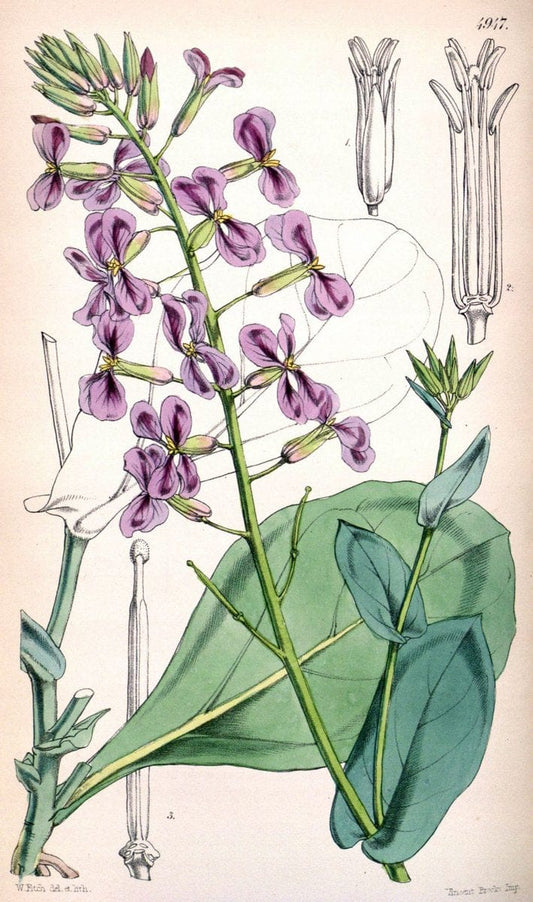 Curtis's botanical magazine. London ;New York [etc.] :Academic Press [etc.]. | Botany Periodicals "Pictorial works"  | Vintage Print Reproduction 453017