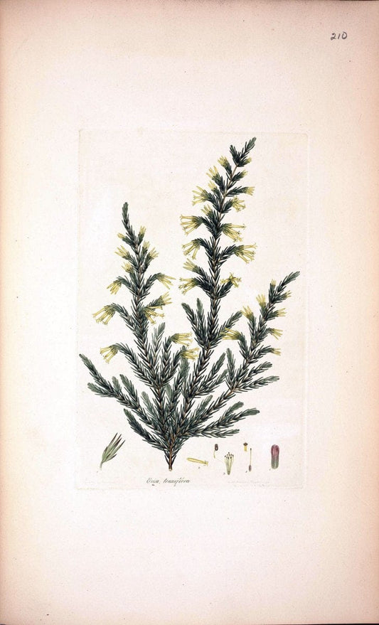 Coloured engravings of heaths :.London  | 1802 "19th century" Botany England Erica Ericaceae Etching "Graphic media :" Handcolored History "Pictorial works"  | Vintage Print Reproduction 453020