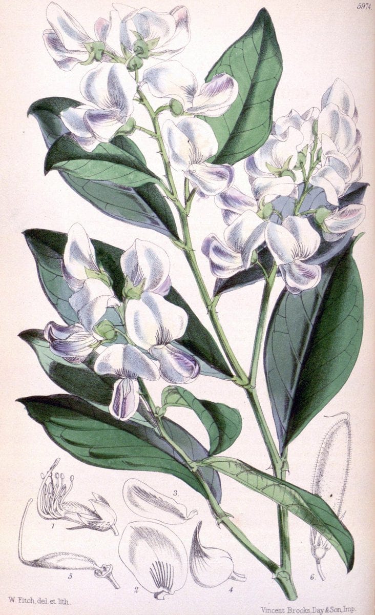 Curtis's botanical magazine. London ; New York [etc.] :Academic Press [etc.]. | "Botanical illustration" Botany Periodicals "Pictorial works" "Plants, Ornamental"  | Vintage Print Reproduction 453021