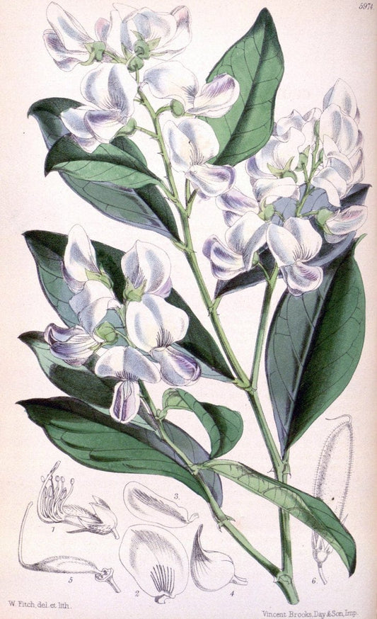 Curtis's botanical magazine. London ; New York [etc.] :Academic Press [etc.]. | "Botanical illustration" Botany Periodicals "Pictorial works" "Plants, Ornamental"  | Vintage Print Reproduction 453021
