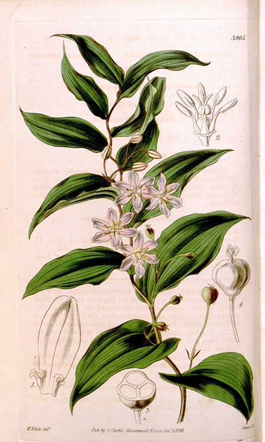 Curtis's botanical magazine. London ; New York [etc.] :Academic Press [etc.]. | "Botanical illustration" Botany Periodicals "Pictorial works" "Plants, Ornamental"  | Vintage Print Reproduction 453022
