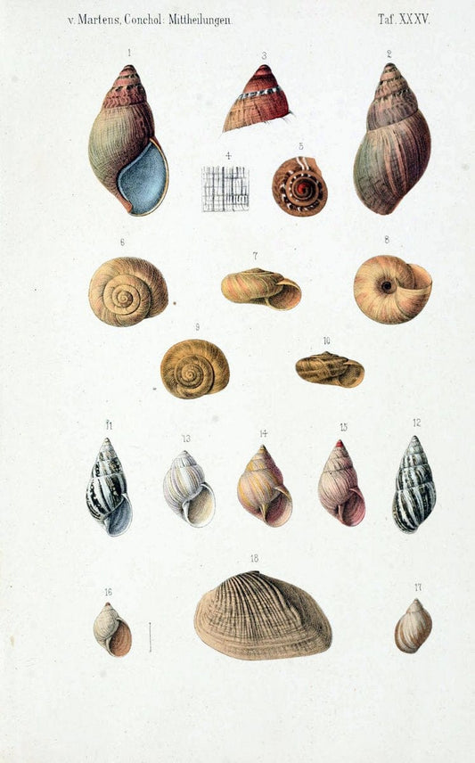 Conchologische Mittheilungen als Fortsetzung der Novitates conchologicae. bd 1 - 3.Cassell :T. Fischer,1880- . |  | Vintage Print Reproduction 453023