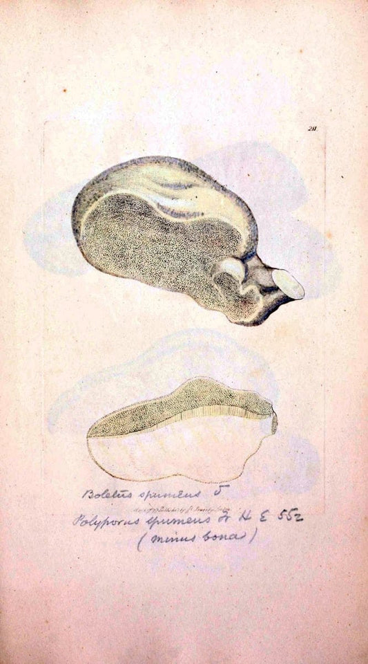 Coloured figures of English fungi or mushrooms. London,Printed by J. Davis,1797-[1809]. | England Mushrooms  | Vintage Print Reproduction 453024